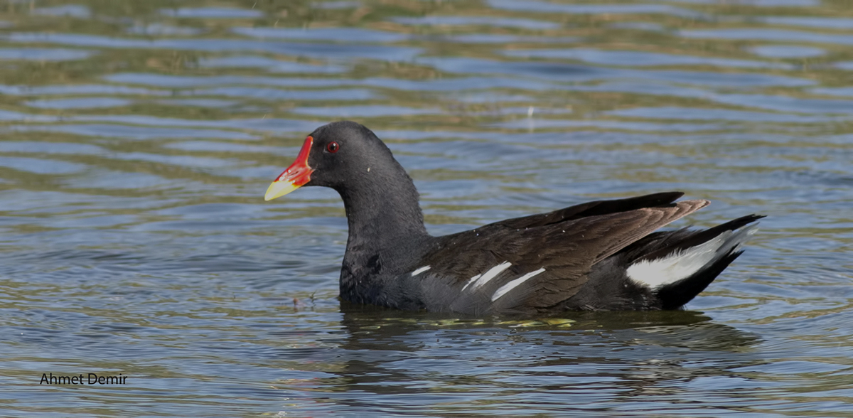 Eurasian Moorhen